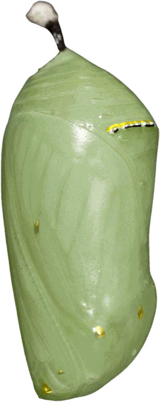 Crisálida de mariposa monarca con sus puntos dorados