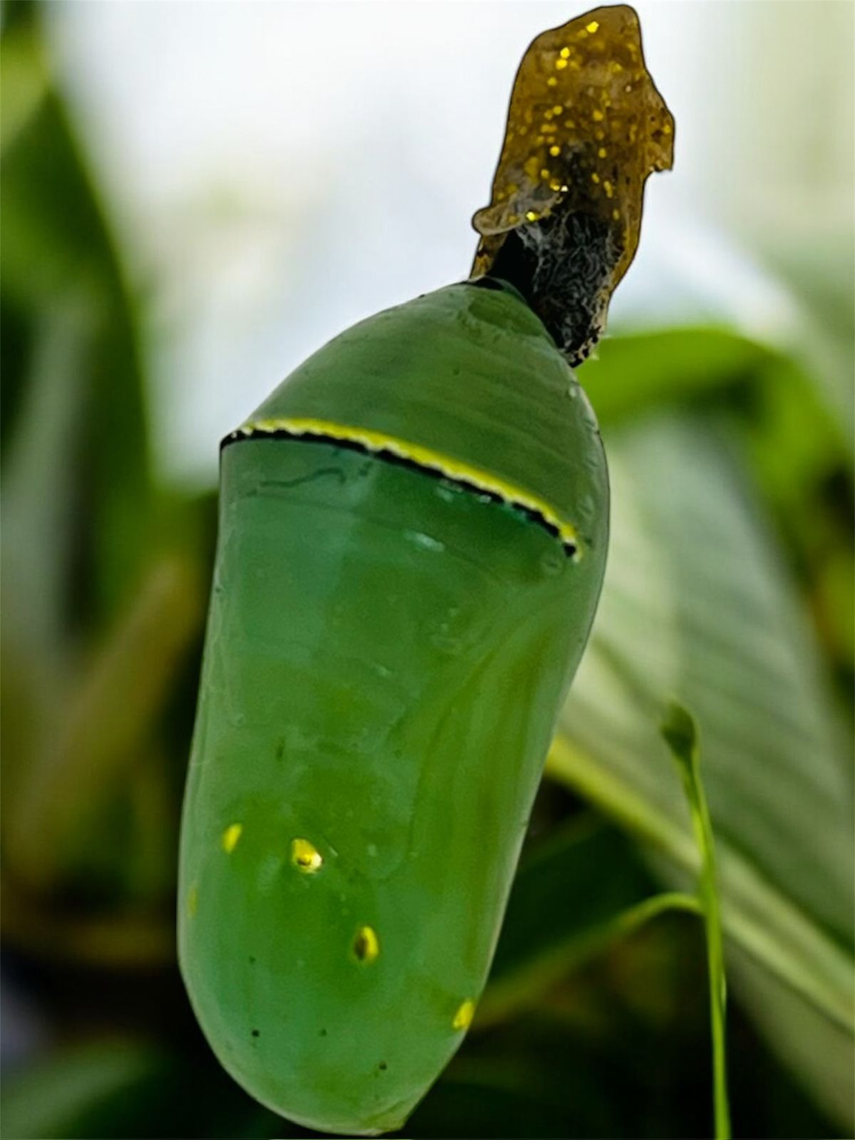 Mariposa recién nacida de la crisálida