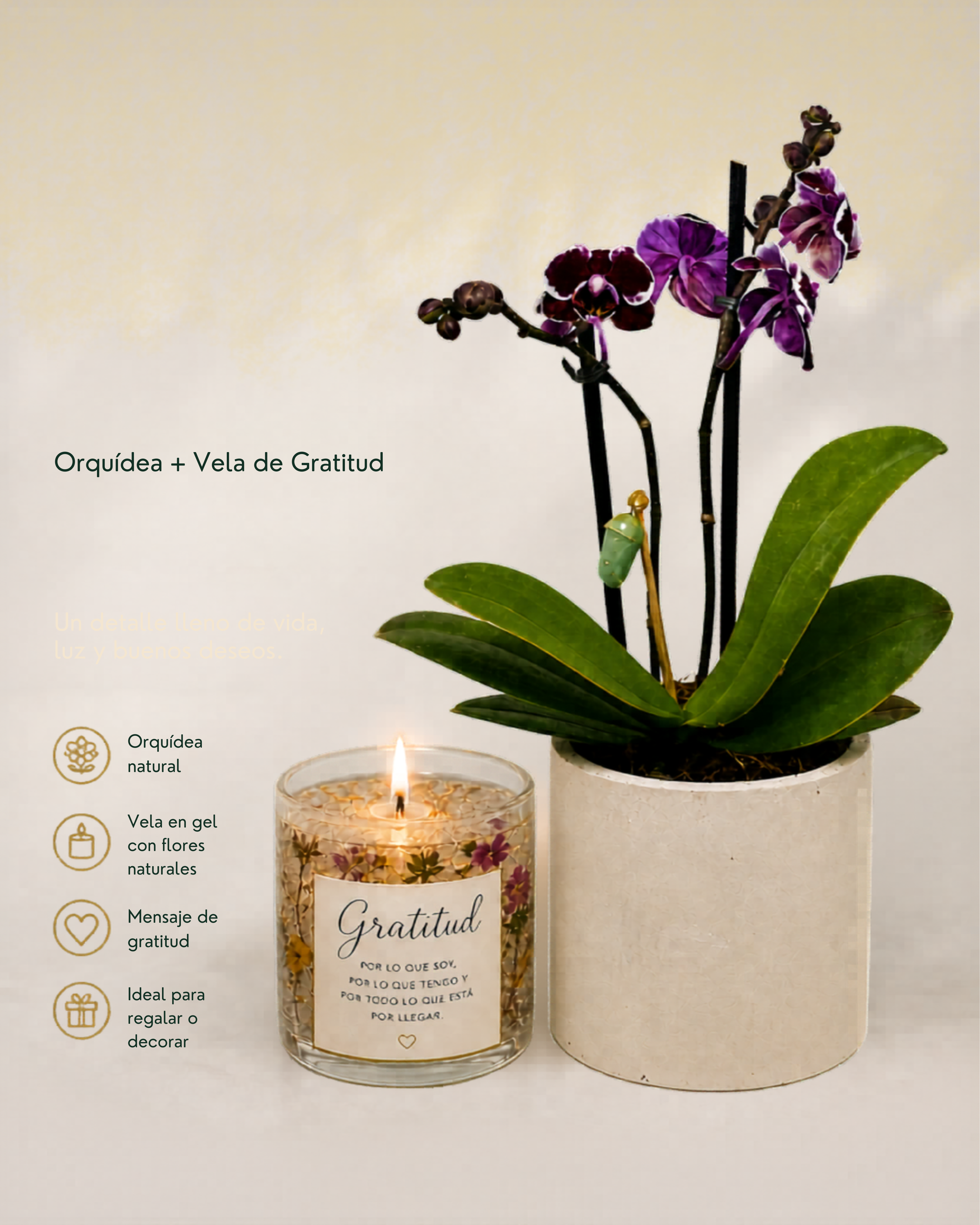 Orquídea en matera con crisálida