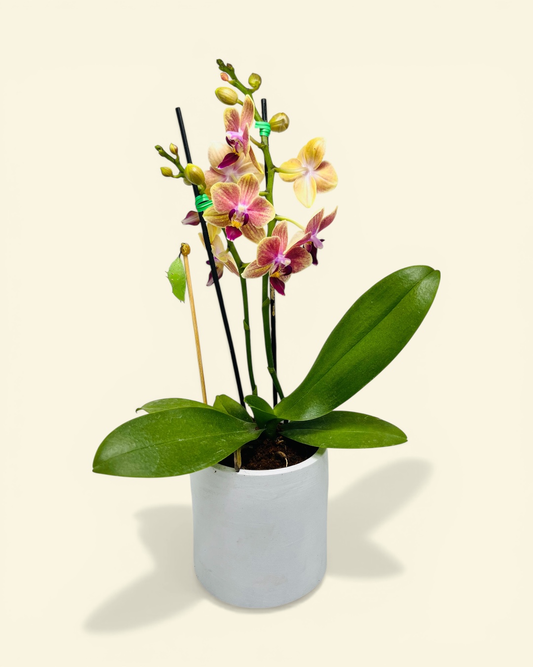 Detalle de orquídea y crisálida